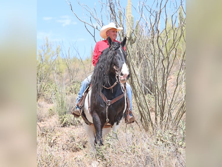 Cob Irlandese / Tinker / Gypsy Vanner Castrone 10 Anni 152 cm Pezzato in Cave Creek Cob Irlandese / Tinker / Gypsy Vanner Castrone 10 Anni 152 cm Pezzato in Cave Creek