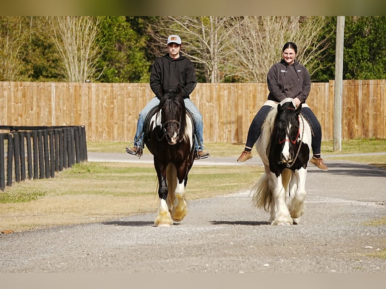 Cob Irlandese / Tinker / Gypsy Vanner Mix Castrone 10 Anni 152 cm Pezzato in Fresno