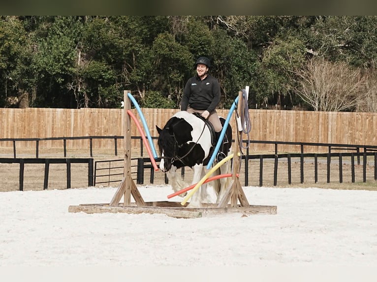 Cob Irlandese / Tinker / Gypsy Vanner Mix Castrone 10 Anni 152 cm Pezzato in Fresno
