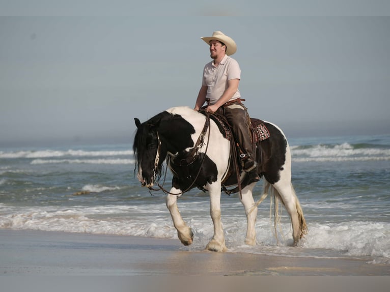 Cob Irlandese / Tinker / Gypsy Vanner Mix Castrone 10 Anni 152 cm Pezzato in Fresno