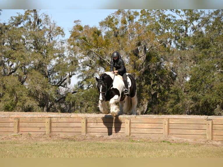 Cob Irlandese / Tinker / Gypsy Vanner Mix Castrone 10 Anni 152 cm Pezzato in Fresno