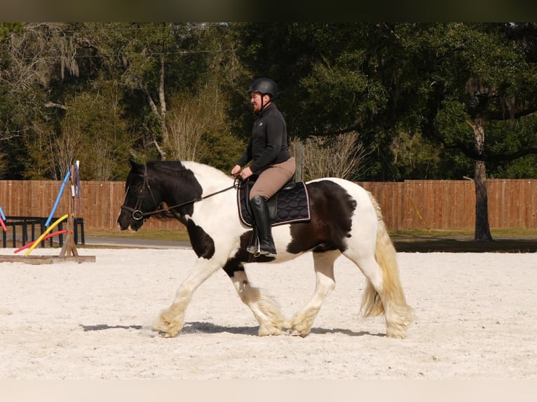 Cob Irlandese / Tinker / Gypsy Vanner Mix Castrone 10 Anni 152 cm Pezzato in Fresno