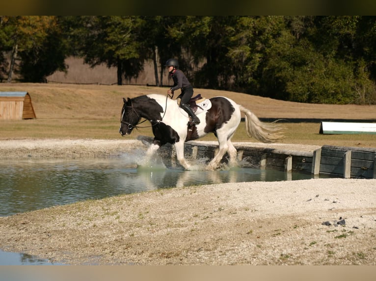 Cob Irlandese / Tinker / Gypsy Vanner Mix Castrone 10 Anni 152 cm Pezzato in Fresno