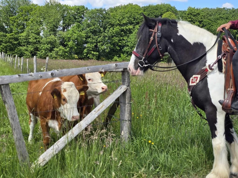 Cob Irlandese / Tinker / Gypsy Vanner Castrone 10 Anni 153 cm Pezzato in Linkenbach