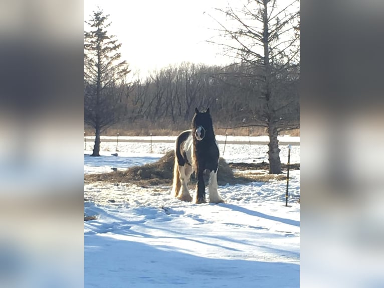 Cob Irlandese / Tinker / Gypsy Vanner Castrone 10 Anni 155 cm Pezzato in Howell