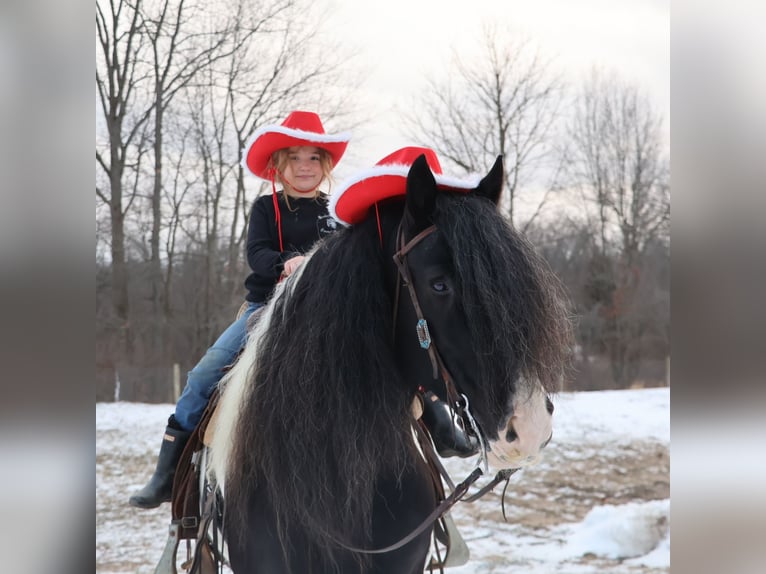 Cob Irlandese / Tinker / Gypsy Vanner Castrone 10 Anni 155 cm Pezzato in Howell