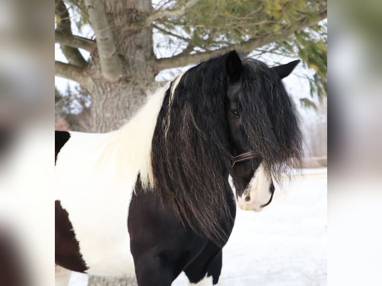 Cob Irlandese / Tinker / Gypsy Vanner Castrone 10 Anni 155 cm Pezzato in Howell