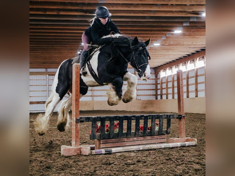 Cob Irlandese / Tinker / Gypsy Vanner Castrone 10 Anni 155 cm Pezzato in Howell