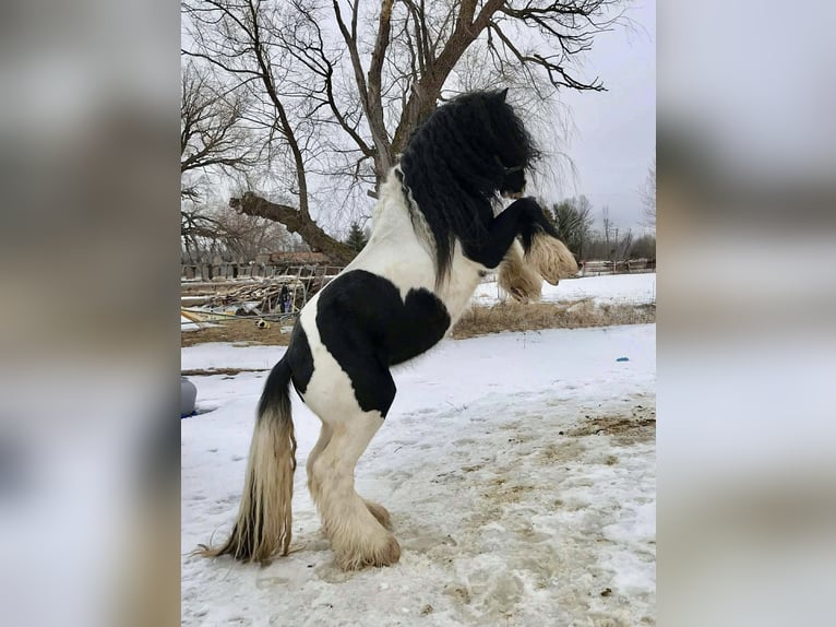 Cob Irlandese / Tinker / Gypsy Vanner Castrone 10 Anni 155 cm Pezzato in Howell