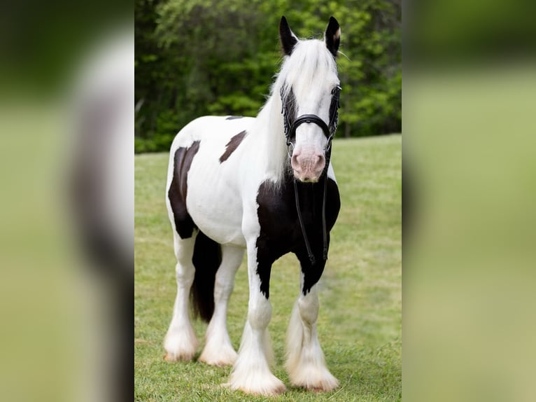 Cob Irlandese / Tinker / Gypsy Vanner Castrone 10 Anni 157 cm in Columbus, NC