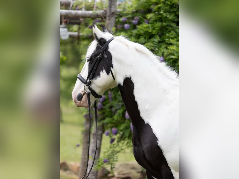 Cob Irlandese / Tinker / Gypsy Vanner Castrone 10 Anni 157 cm in Columbus, NC