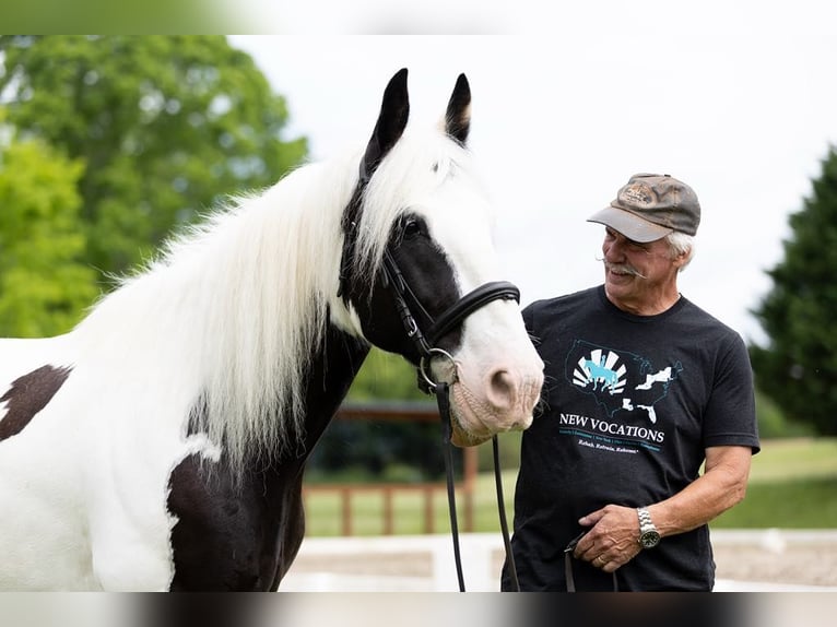 Cob Irlandese / Tinker / Gypsy Vanner Castrone 10 Anni 157 cm in Columbus, NC