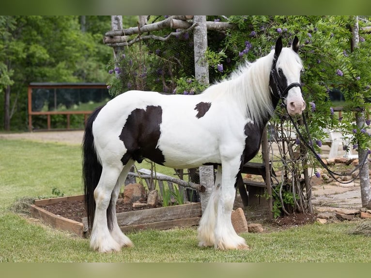 Cob Irlandese / Tinker / Gypsy Vanner Castrone 10 Anni 157 cm in Columbus, NC