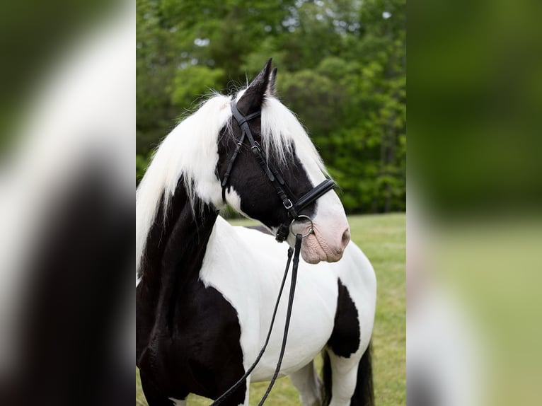 Cob Irlandese / Tinker / Gypsy Vanner Castrone 10 Anni 157 cm in Columbus, NC