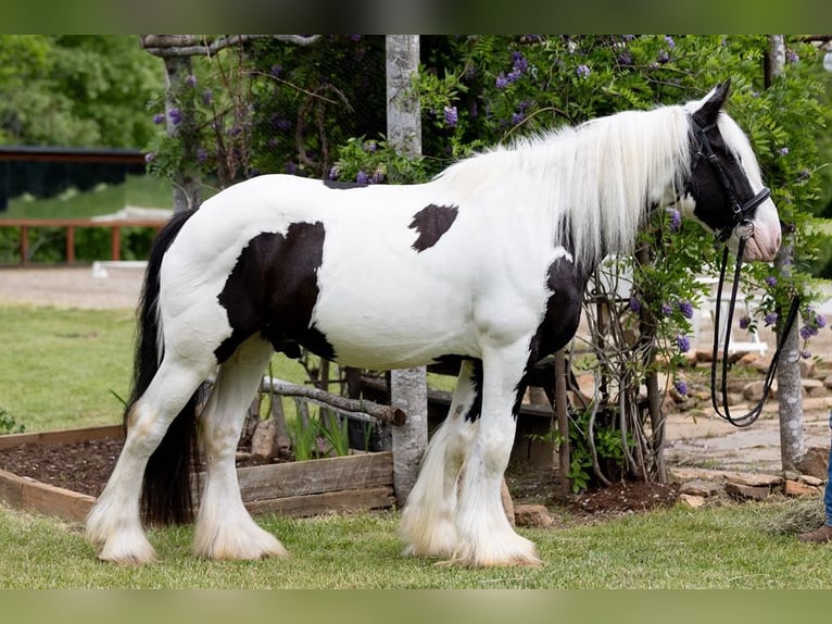 Cob Irlandese / Tinker / Gypsy Vanner Castrone 10 Anni 157 cm in Columbus, NC