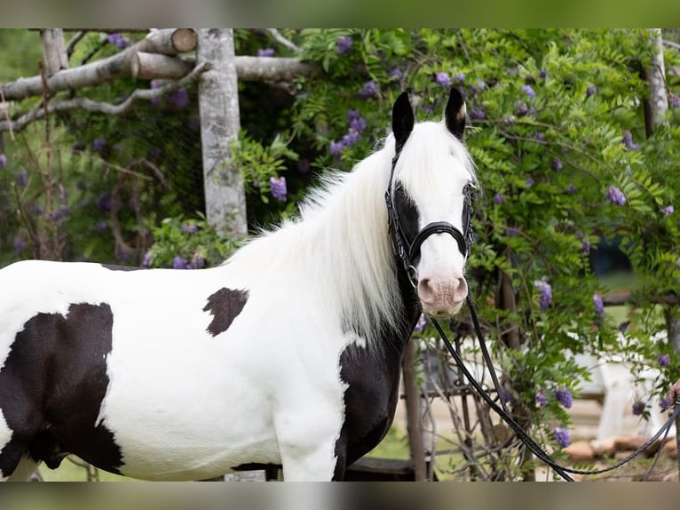 Cob Irlandese / Tinker / Gypsy Vanner Castrone 10 Anni 157 cm in Columbus, NC