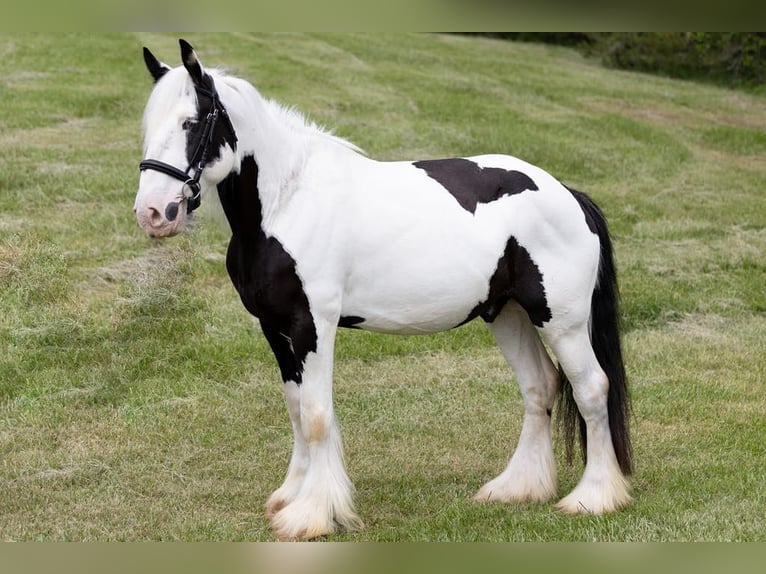 Cob Irlandese / Tinker / Gypsy Vanner Castrone 10 Anni 157 cm in Columbus, NC