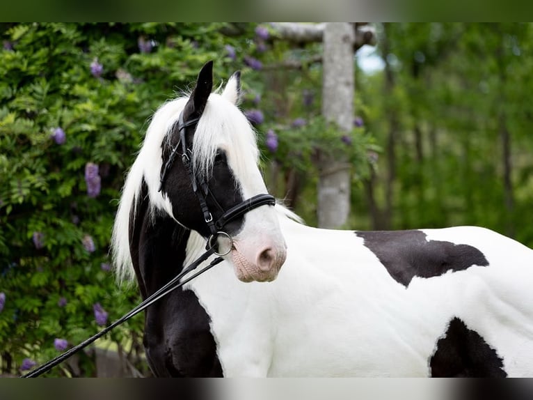 Cob Irlandese / Tinker / Gypsy Vanner Castrone 10 Anni 157 cm in Columbus, NC