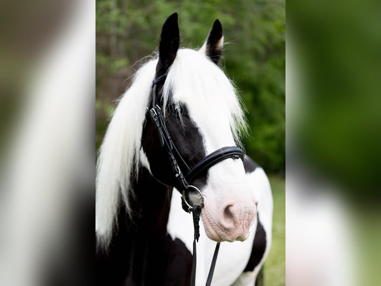 Cob Irlandese / Tinker / Gypsy Vanner Castrone 10 Anni 157 cm in Columbus, NC