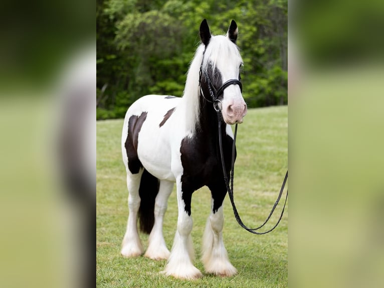 Cob Irlandese / Tinker / Gypsy Vanner Castrone 10 Anni 157 cm in Columbus, NC