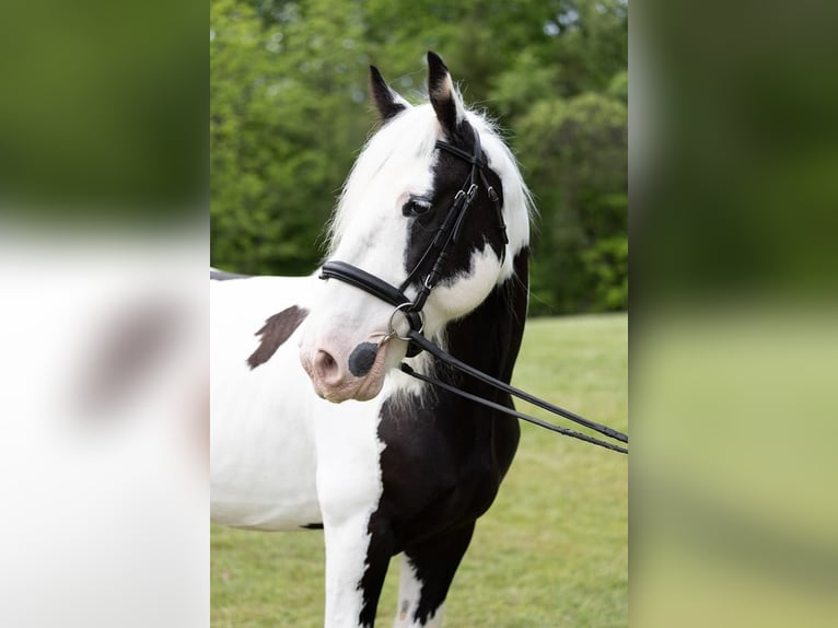 Cob Irlandese / Tinker / Gypsy Vanner Castrone 10 Anni 157 cm in Columbus, NC
