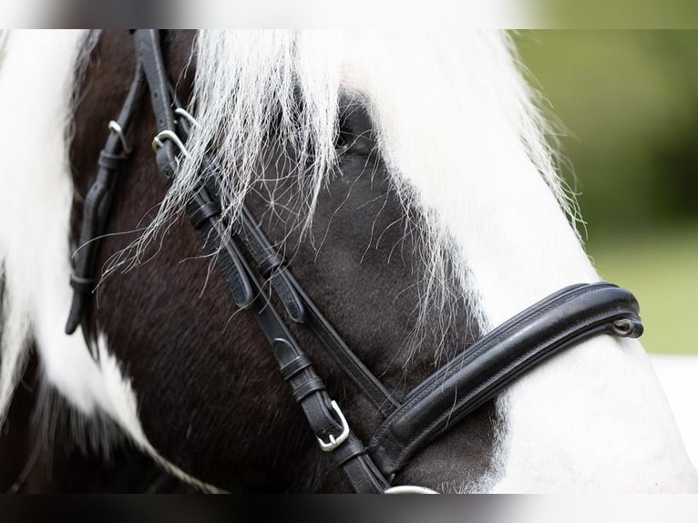 Cob Irlandese / Tinker / Gypsy Vanner Castrone 10 Anni 157 cm in Columbus, NC