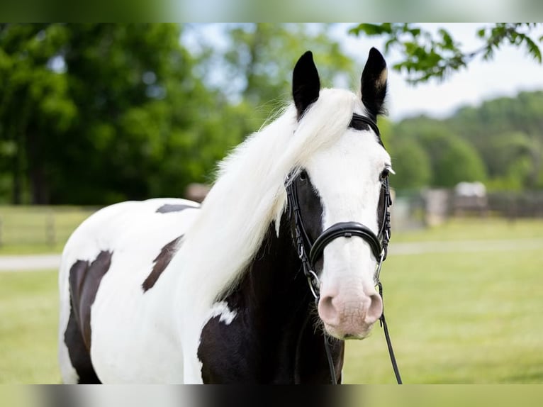 Cob Irlandese / Tinker / Gypsy Vanner Castrone 10 Anni 157 cm in Columbus, NC