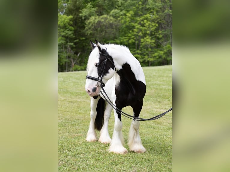 Cob Irlandese / Tinker / Gypsy Vanner Castrone 10 Anni 157 cm in Columbus, NC