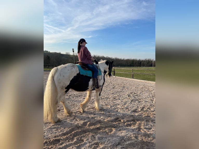 Cob Irlandese / Tinker / Gypsy Vanner Castrone 10 Anni 157 cm Pezzato in Ruzsa