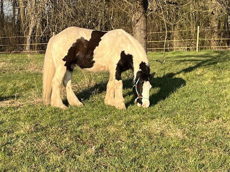 Cob Irlandese / Tinker / Gypsy Vanner Castrone 10 Anni 157 cm Pezzato in Ruzsa