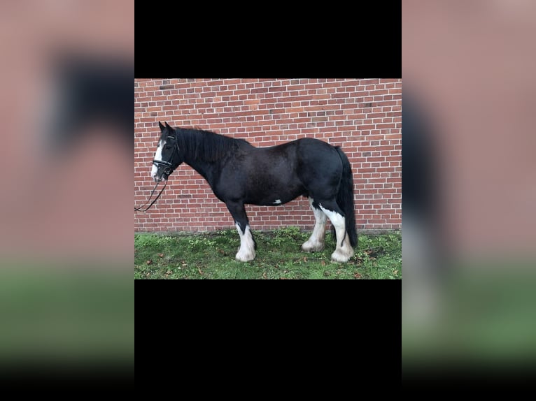 Cob Irlandese / Tinker / Gypsy Vanner Castrone 10 Anni 158 cm Morello in PetershagenPetershagen