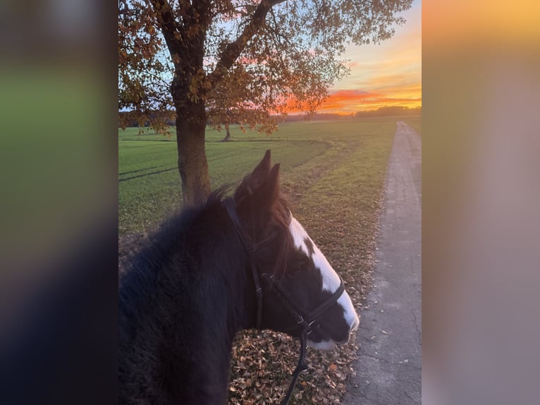 Cob Irlandese / Tinker / Gypsy Vanner Castrone 10 Anni 158 cm Morello in PetershagenPetershagen