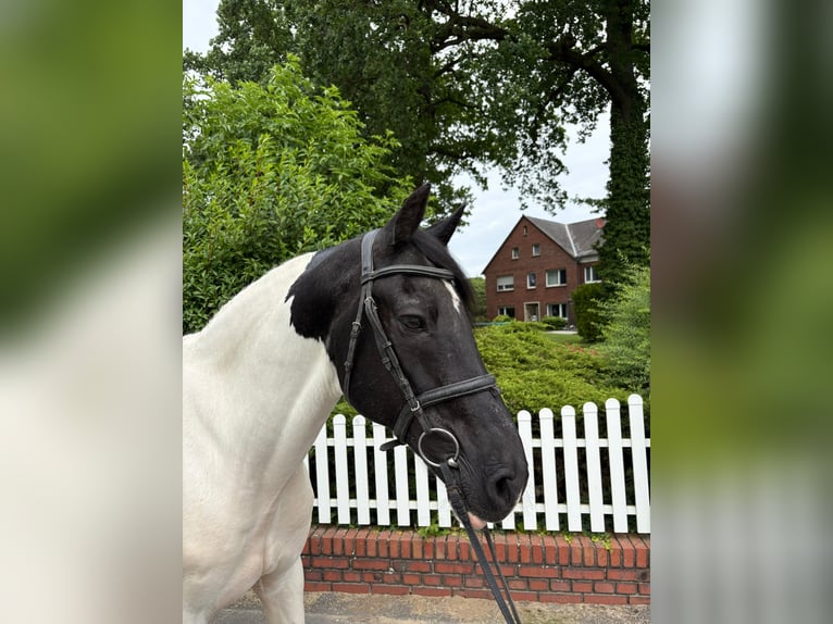 Cob Irlandese / Tinker / Gypsy Vanner Castrone 10 Anni 168 cm Pezzato in Bad Laer