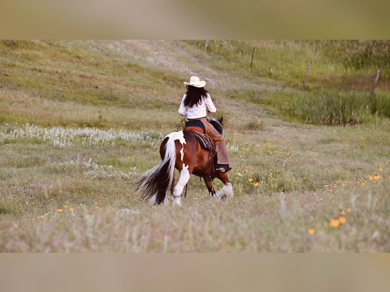 Cob Irlandese / Tinker / Gypsy Vanner Castrone 10 Anni Pezzato in Havre