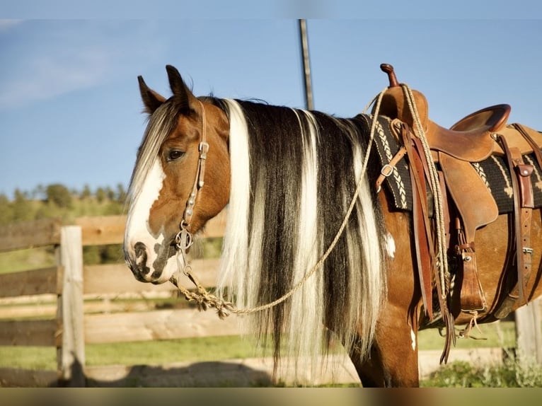 Cob Irlandese / Tinker / Gypsy Vanner Castrone 10 Anni Pezzato in Havre