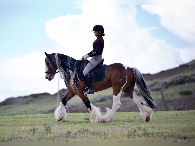 Cob Irlandese / Tinker / Gypsy Vanner Castrone 10 Anni Pezzato in Havre