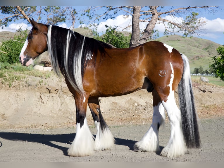 Cob Irlandese / Tinker / Gypsy Vanner Castrone 10 Anni Pezzato in Havre