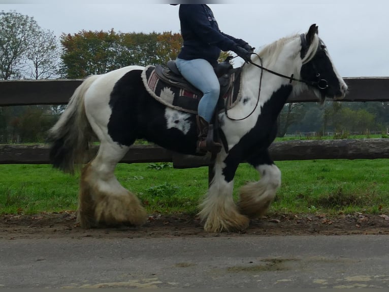 Cob Irlandese / Tinker / Gypsy Vanner Castrone 11 Anni 133 cm Pezzato in Lathen