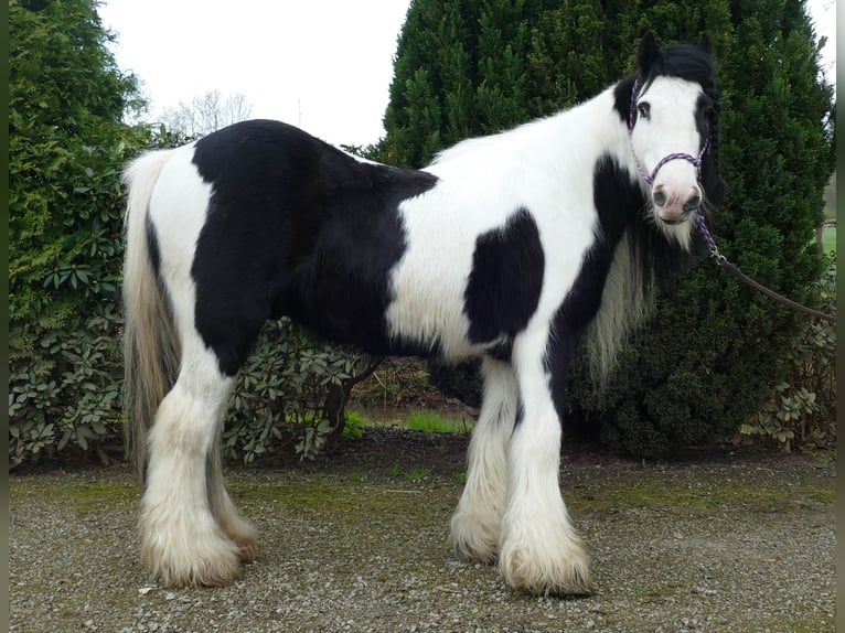 Cob Irlandese / Tinker / Gypsy Vanner Castrone 11 Anni 134 cm Pezzato in Lathen