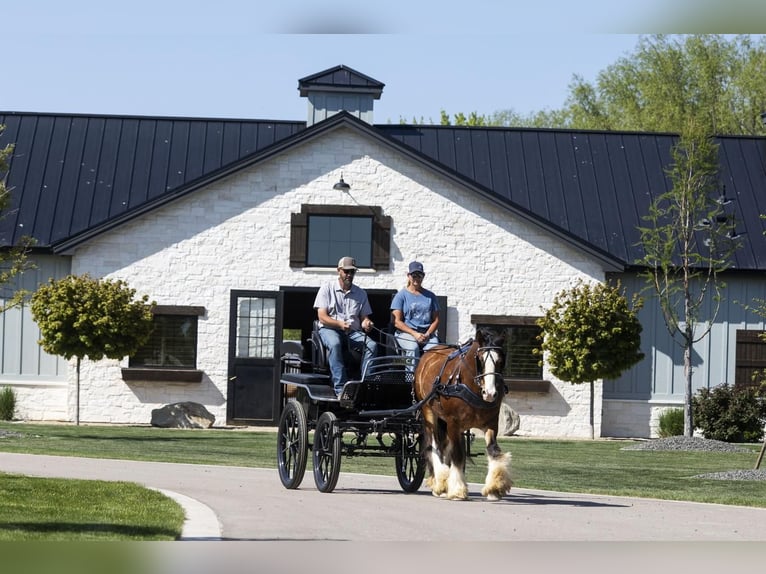 Cob Irlandese / Tinker / Gypsy Vanner Castrone 11 Anni 142 cm Baio ciliegia in New Plymouth, ID