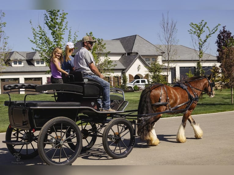Cob Irlandese / Tinker / Gypsy Vanner Castrone 11 Anni 142 cm Baio ciliegia in New Plymouth, ID