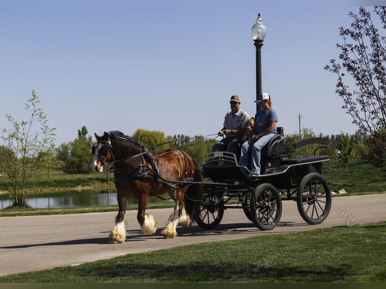Cob Irlandese / Tinker / Gypsy Vanner Castrone 11 Anni 142 cm Baio ciliegia in New Plymouth, ID