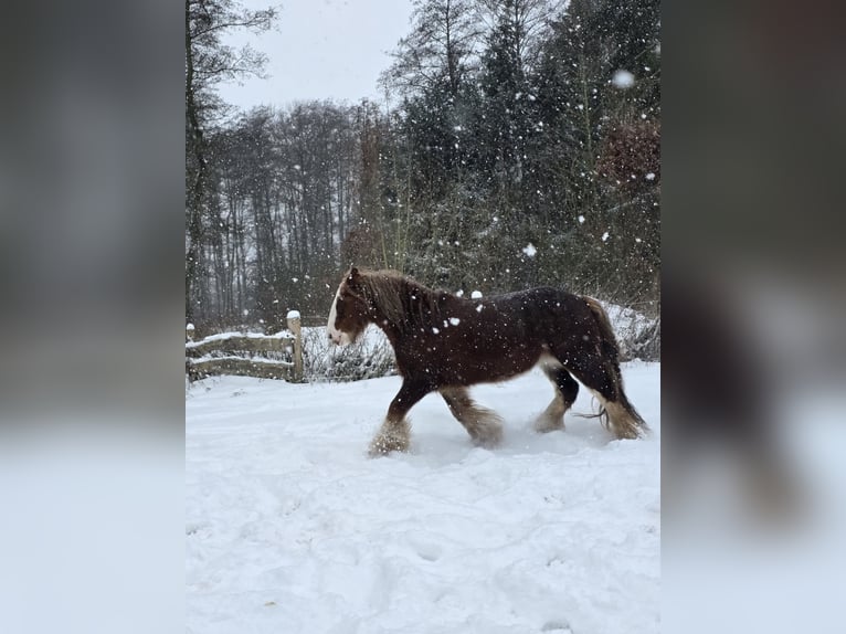 Cob Irlandese / Tinker / Gypsy Vanner Castrone 11 Anni 142 cm Sauro scuro in Celle