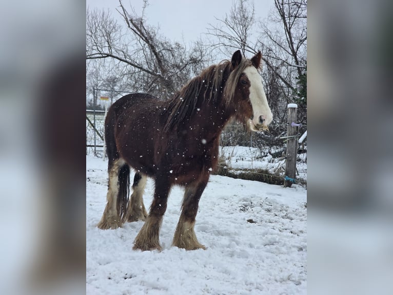 Cob Irlandese / Tinker / Gypsy Vanner Castrone 11 Anni 142 cm Sauro scuro in Celle