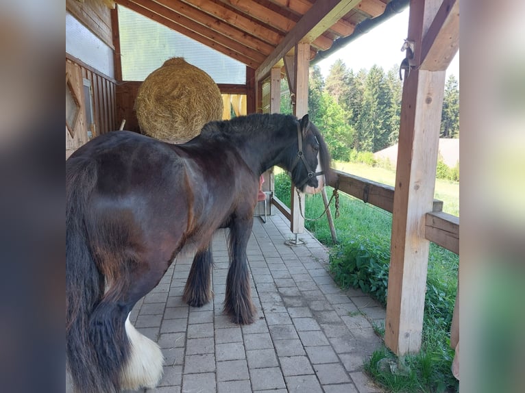 Cob Irlandese / Tinker / Gypsy Vanner Castrone 11 Anni 145 cm Morello in Böbrach