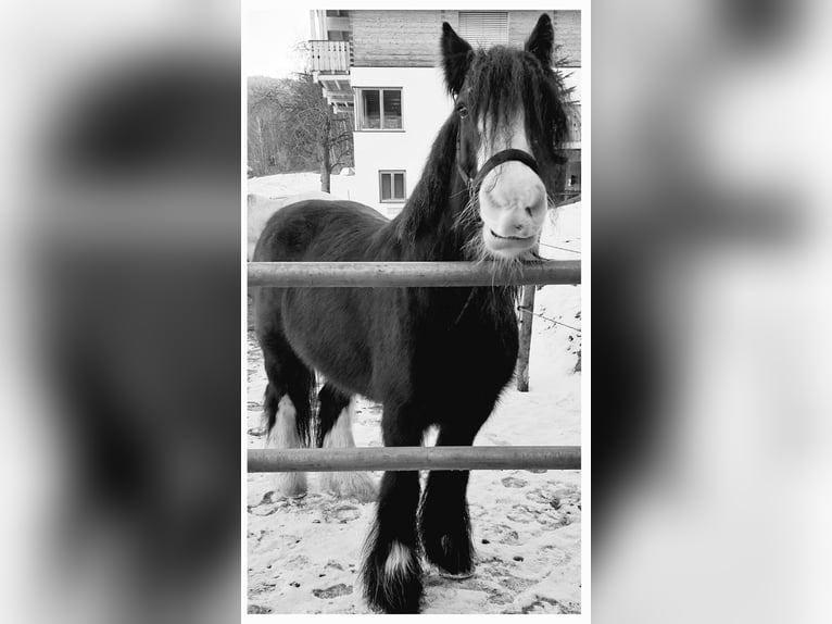 Cob Irlandese / Tinker / Gypsy Vanner Castrone 11 Anni 145 cm Morello in Böbrach