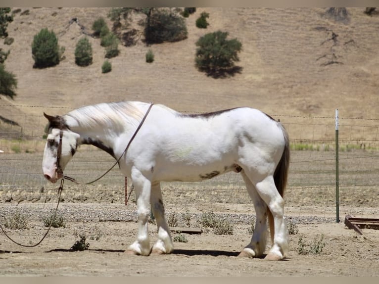 Cob Irlandese / Tinker / Gypsy Vanner Castrone 11 Anni 145 cm Overo-tutti i colori in Paicines CA