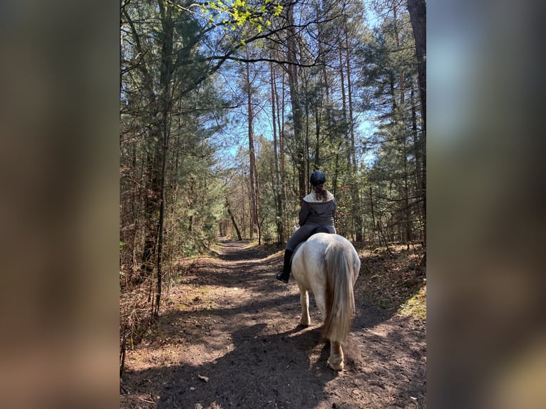 Cob Irlandese / Tinker / Gypsy Vanner Castrone 11 Anni 147 cm Grigio in H&#xFC;nxe
