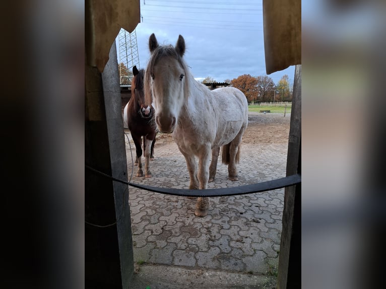 Cob Irlandese / Tinker / Gypsy Vanner Castrone 11 Anni 147 cm Grigio in H&#xFC;nxe