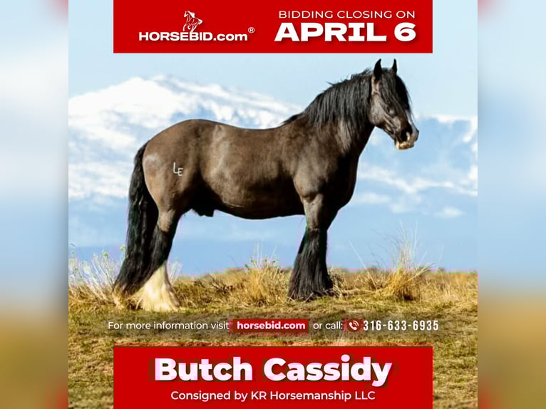 Cob Irlandese / Tinker / Gypsy Vanner Castrone 11 Anni 150 cm Morello in Clearmont